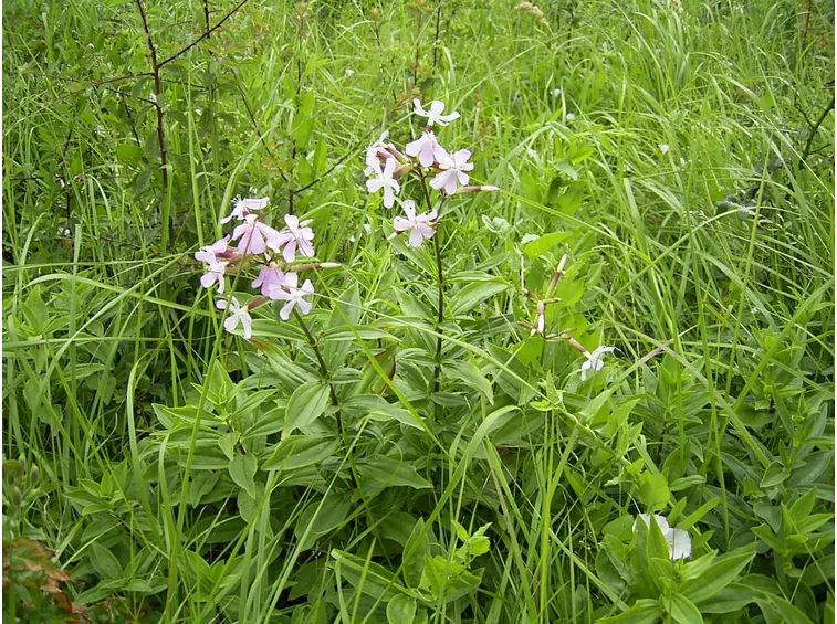 saponaria officinalis