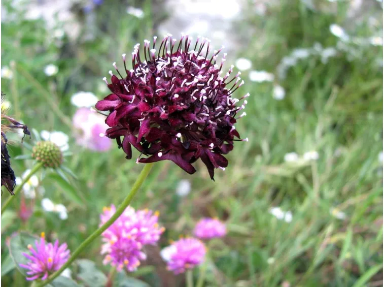 Scabiosa 