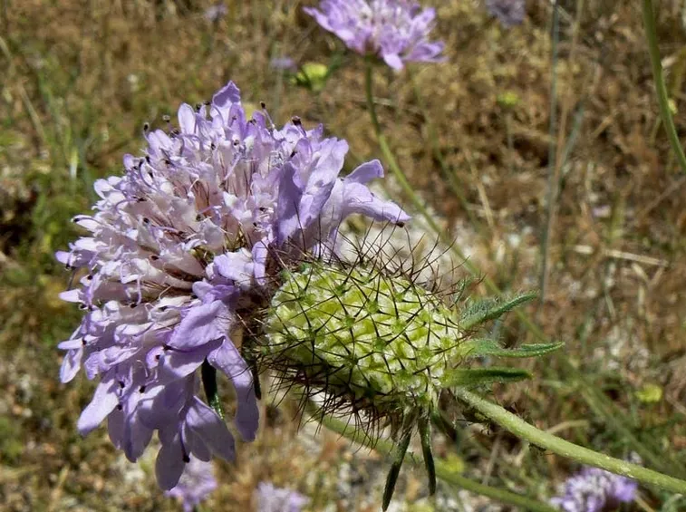 vedovella