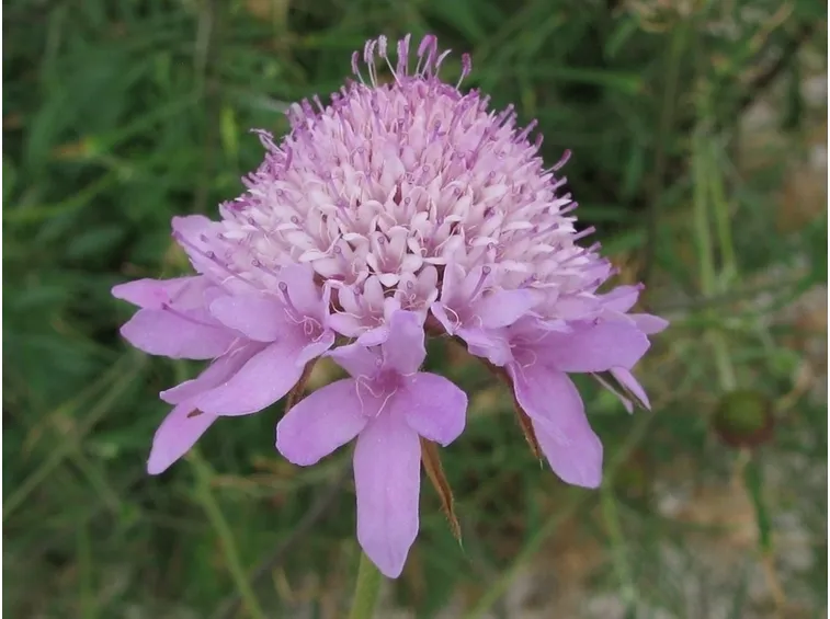 vedovella