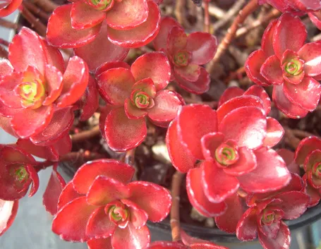 Sedum  