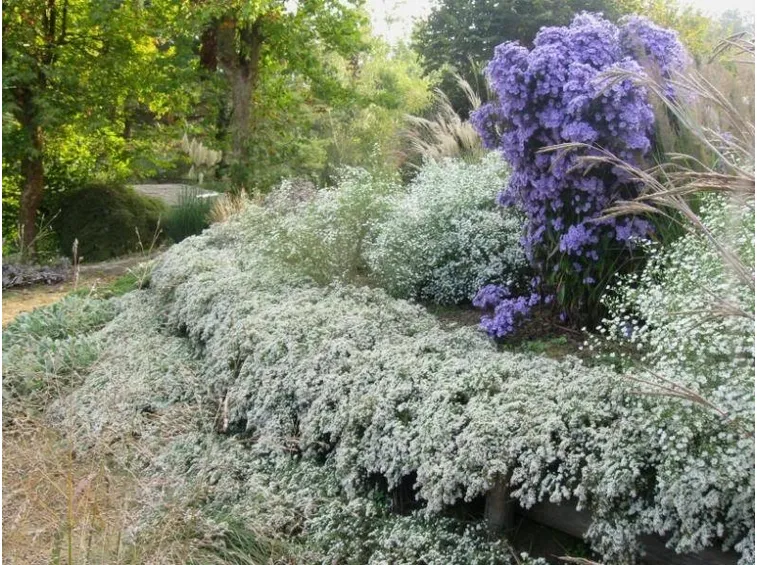 aster fioriti