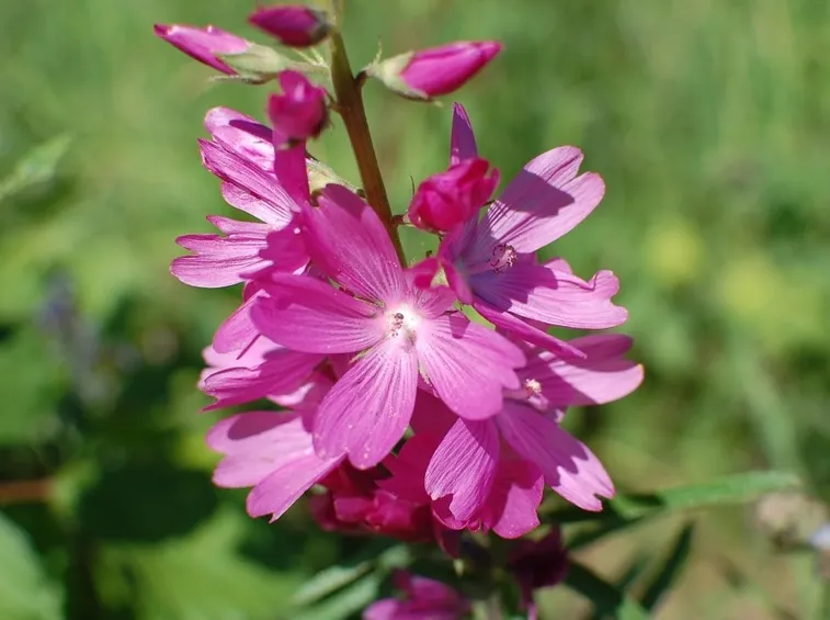 sidalcea virgata
