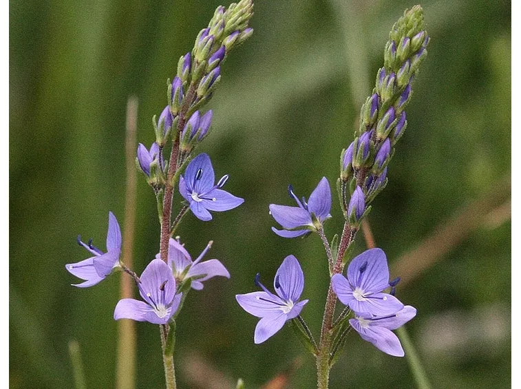 Irrigazione veronica