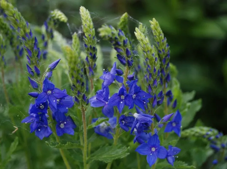 veronica x austriaca teucrium