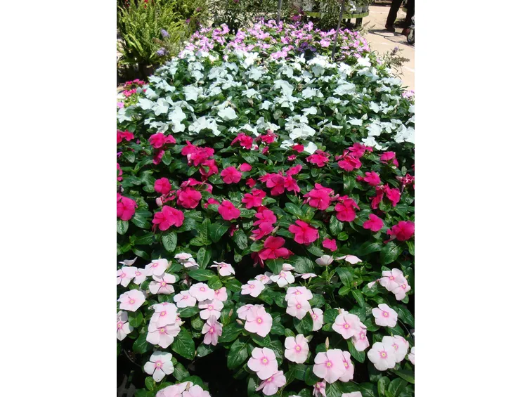 Vinca in fiore