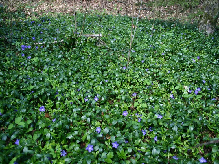 Tappeto erboso di vinca