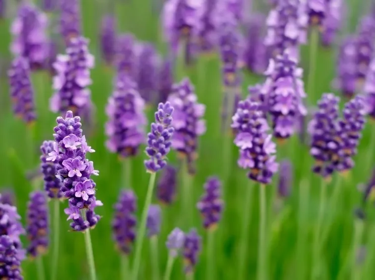 pianta della lavanda