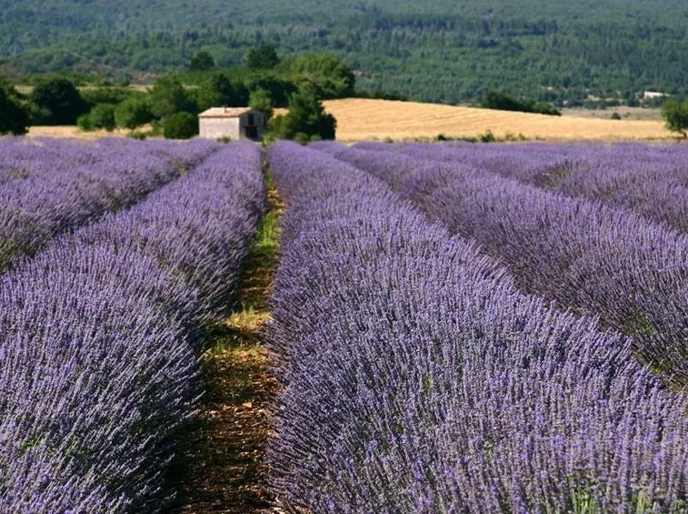 coltivazione della lavanda