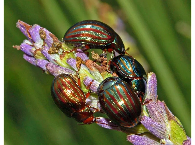 parassiti della lavanda