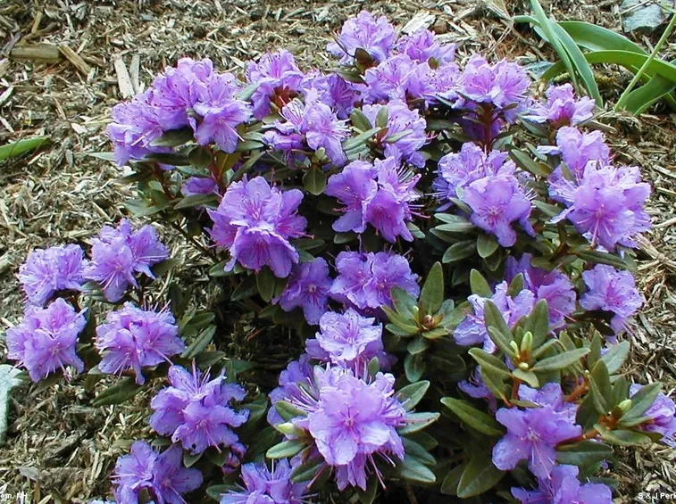 Pianta acidofila giardino