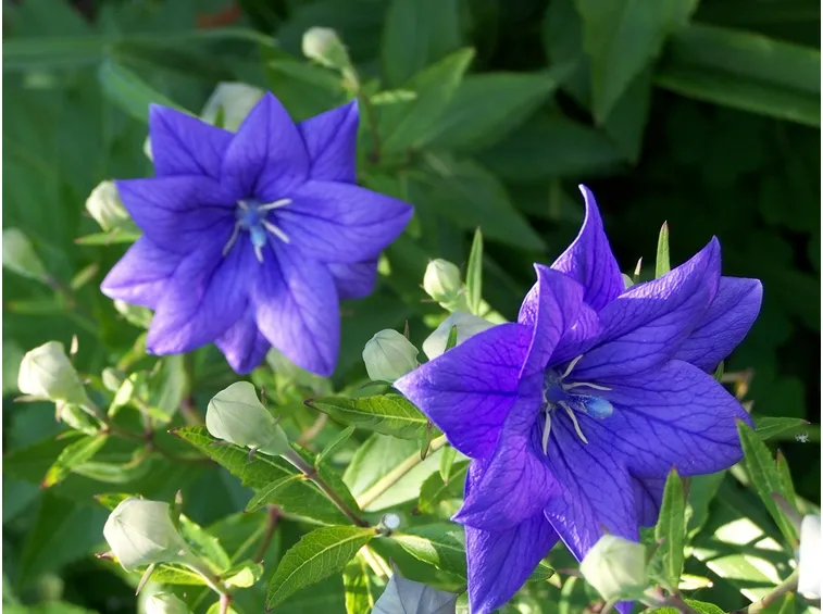 Platycodon