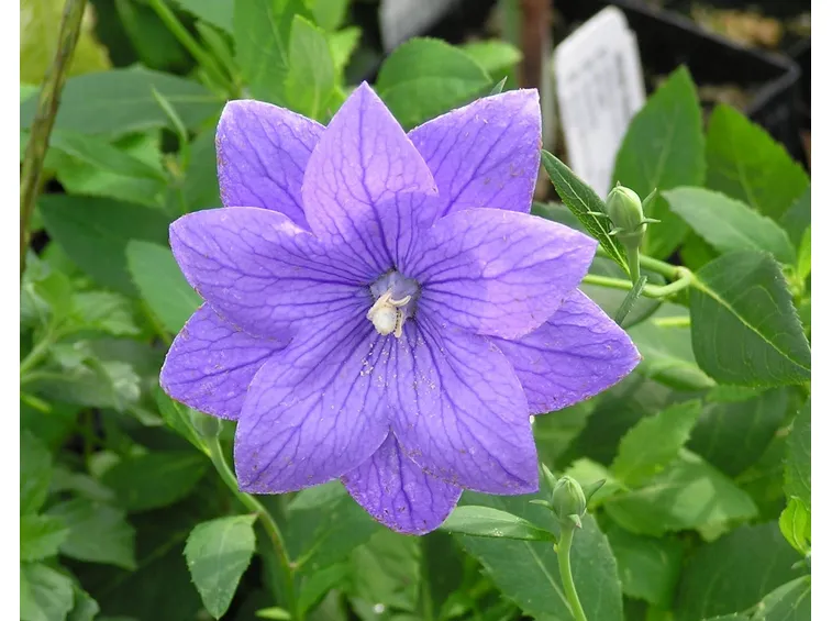 Campanula grandiflora fiore