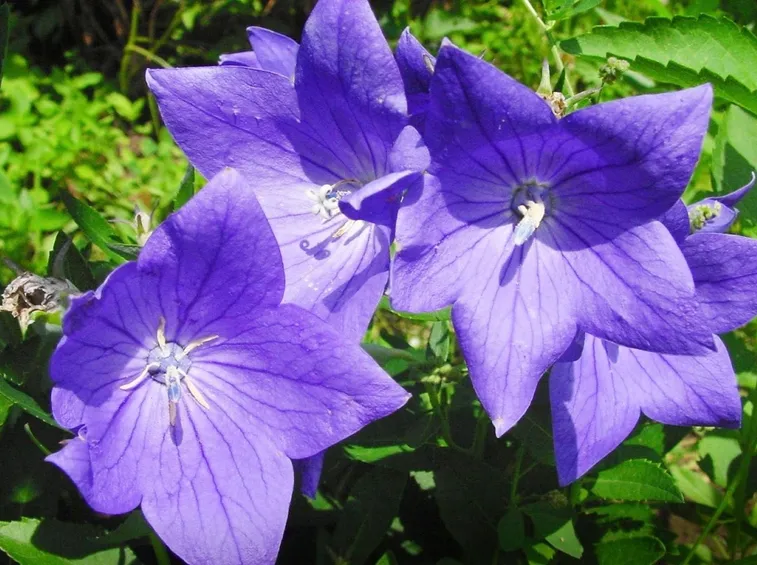 campanula fiore