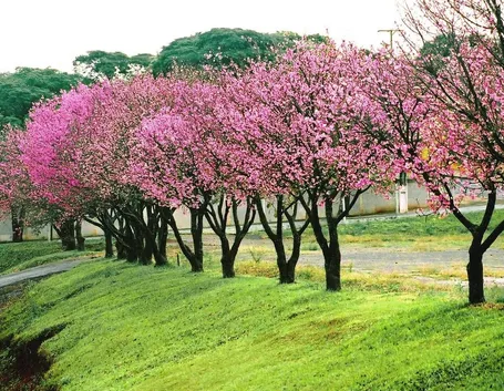 Alberi fiore prunus