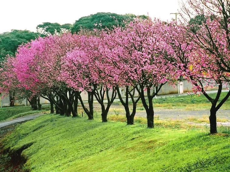 Alberi fiore prunus