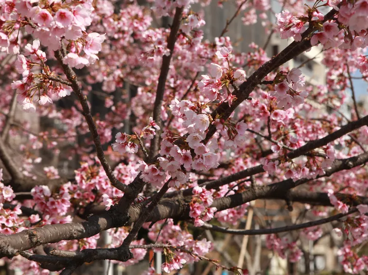 Albero frutto rosacea