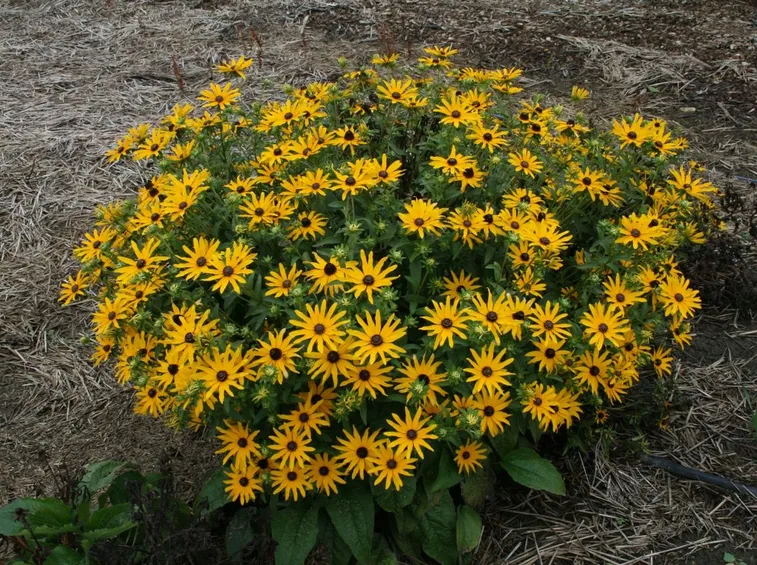 Rudbeckia