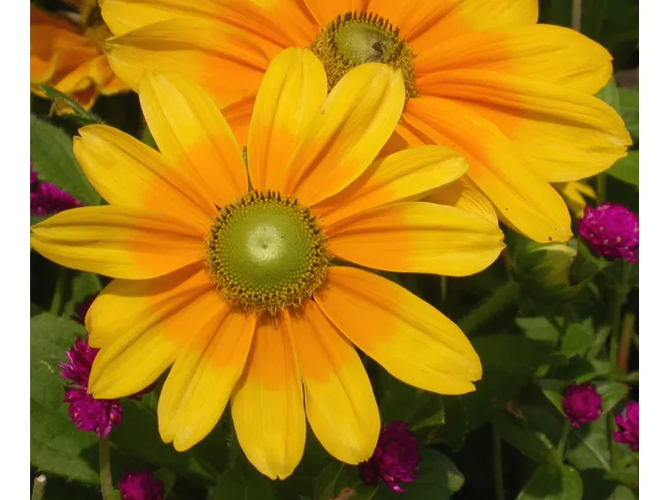 Rudbeckia
