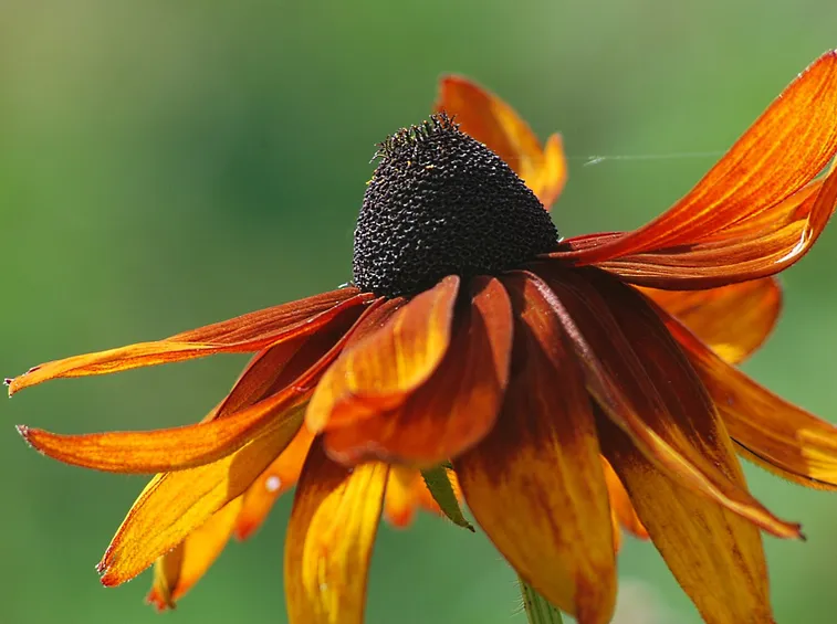 Rudbeckia