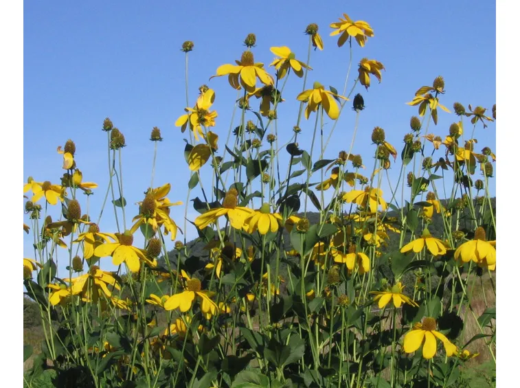 coltivazione della rudbeckia