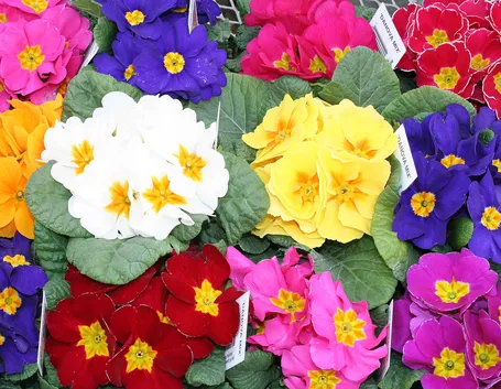 primula