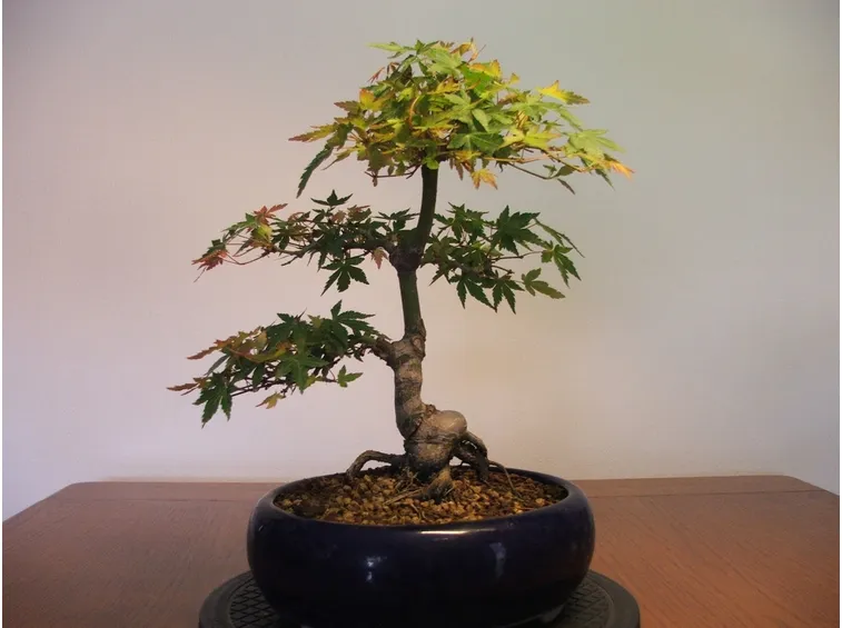 acero da fiore