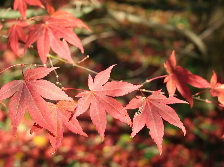 Acer palmatum