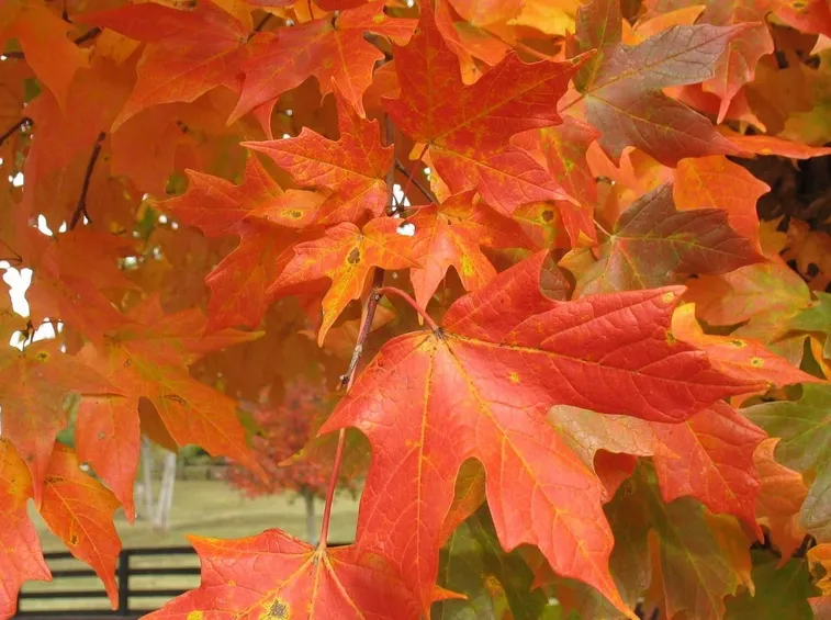 Acer palmatum