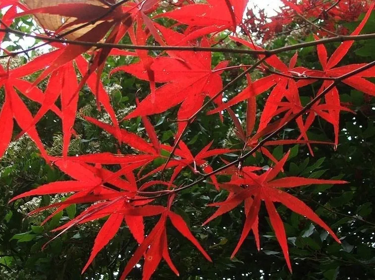 Acer palmatum