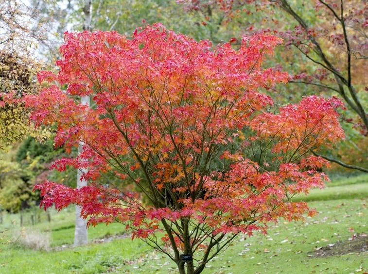 Acer palmatum crispum