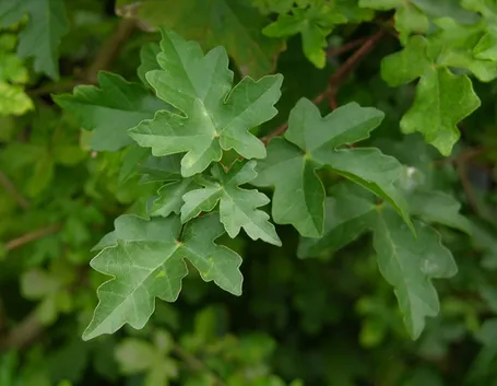Acero campestre- Foglie