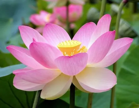fiore loto