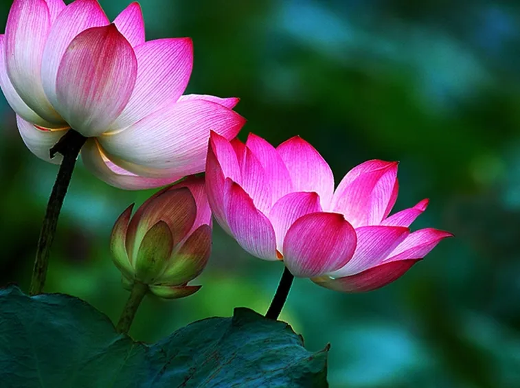 Crescita fiore loto