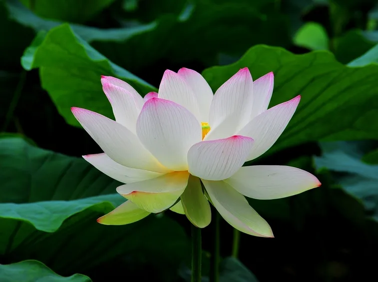 Crescita fiore loto