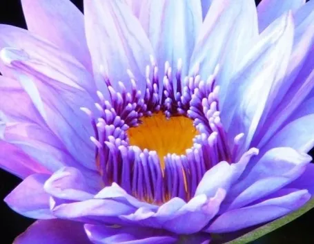 Fiore loto