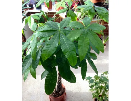 Pachira insignis
