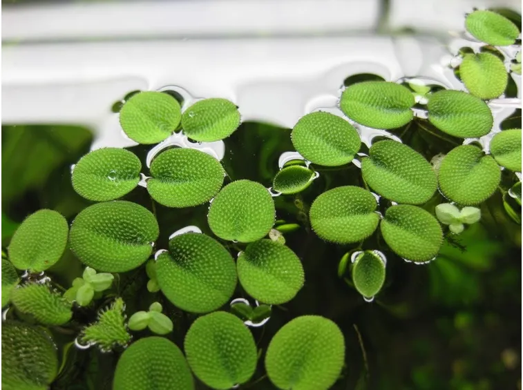 piante di acqua