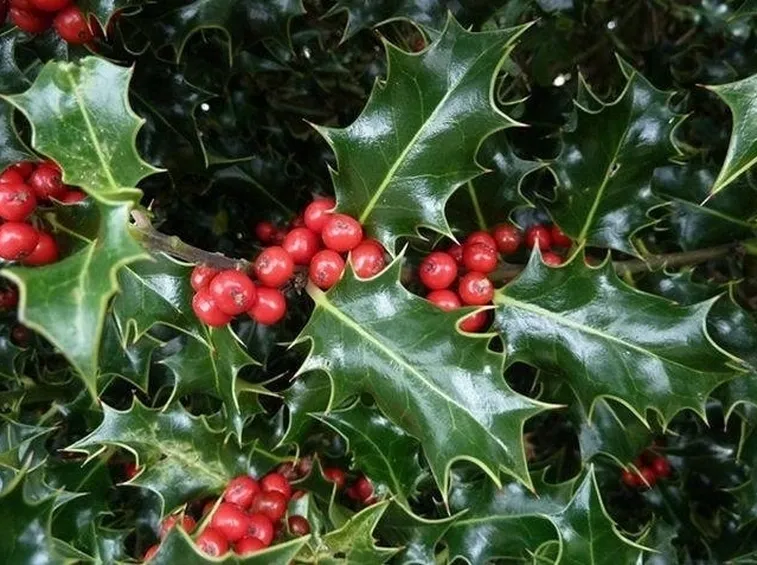 ilex aquilegifolium