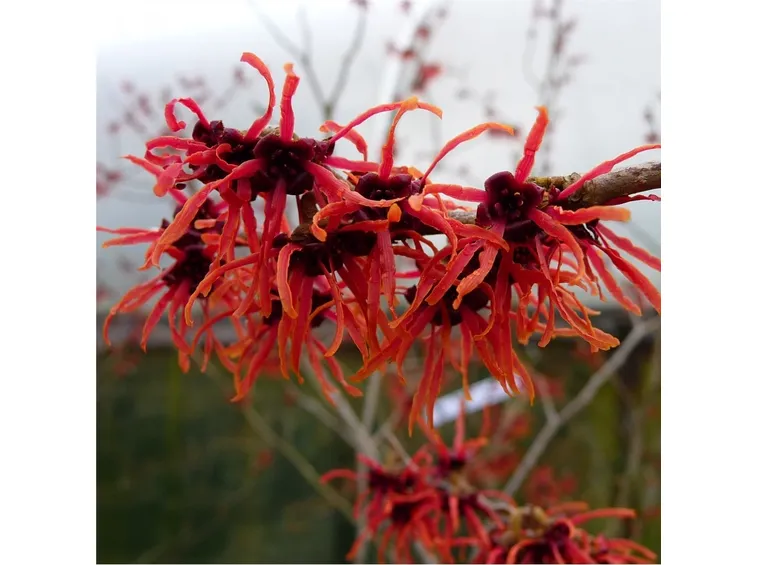 amemelide rosso
