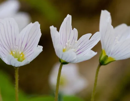 oxalis