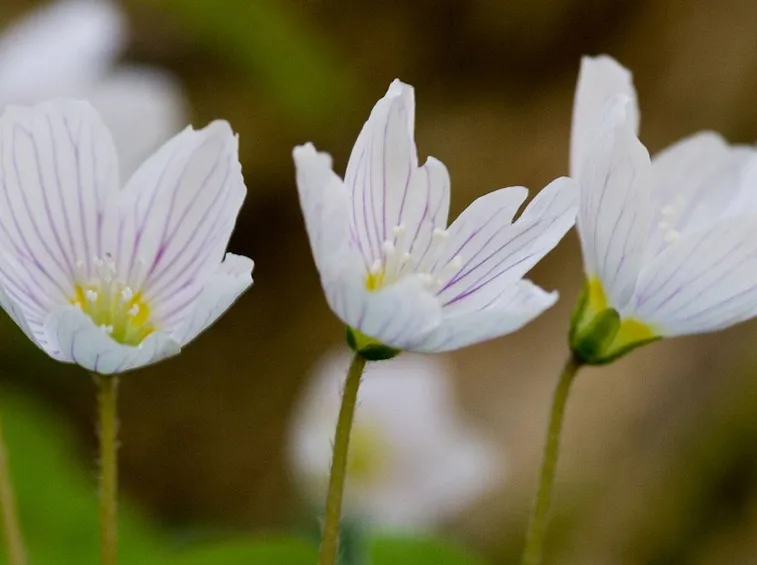 oxalis