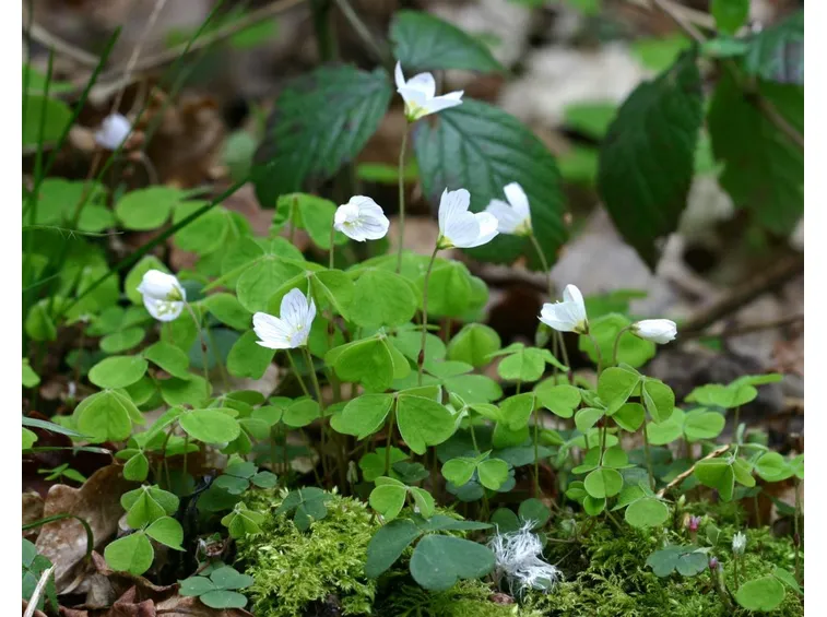 oxalis
