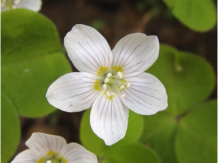 acetosella pianta