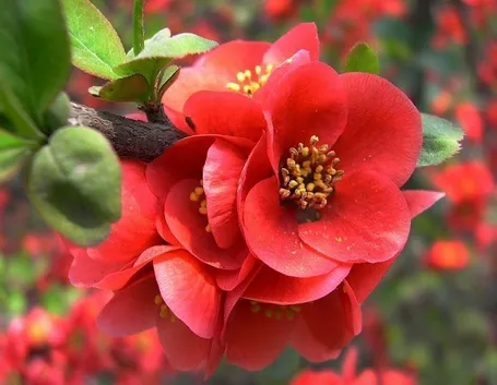 Fiori di begonia