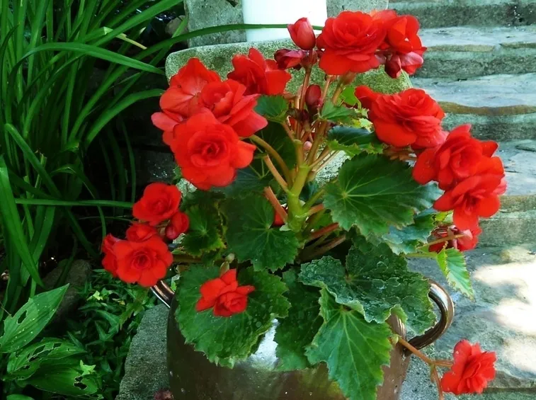 Begonia rossa