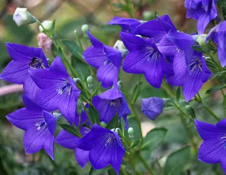 Foglie campanula