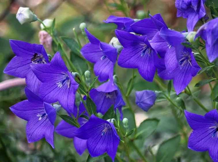 Foglie campanula