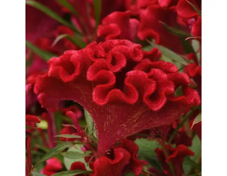 Fiore celosia cristata