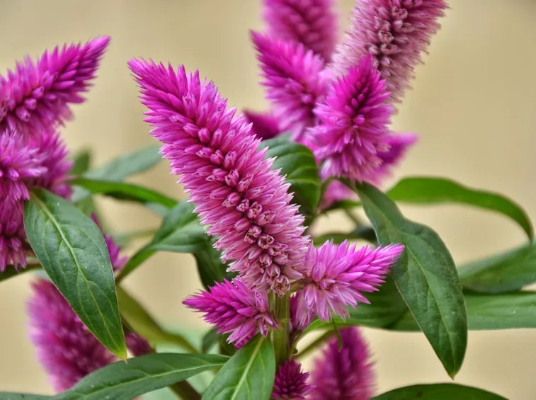 Fiori pianta celosia plumosa
